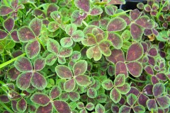 Zierklee-Trifolium-Quadrifolium